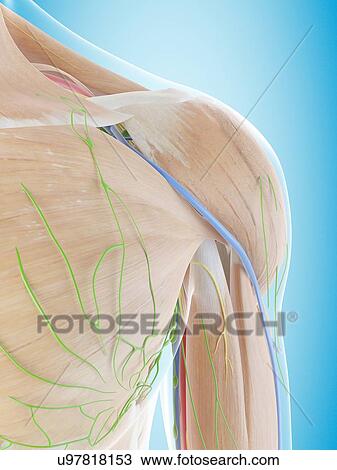 Stock Image - Human shoulder anatomy, computer illustration.. Fotosearch