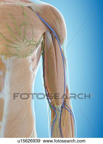 Stock Photo - Human shoulder anatomy, computer illustration.. Fotosearch