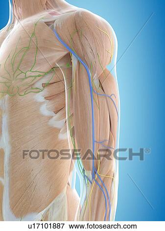 Stock Photo - Human shoulder anatomy, computer illustration.. Fotosearch