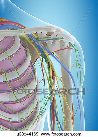 Human shoulder anatomy, computer illustration. View Large Photo Image Stock Photo - Human shoulder anatomy, computer illustration.. Fotosearch
