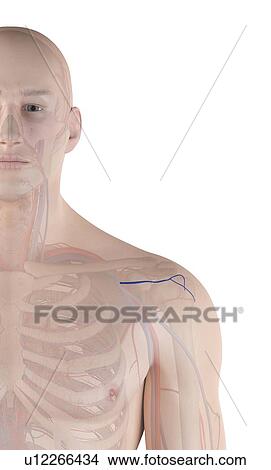 Picture - Human shoulder artery, computer illustration.. Fotosearch