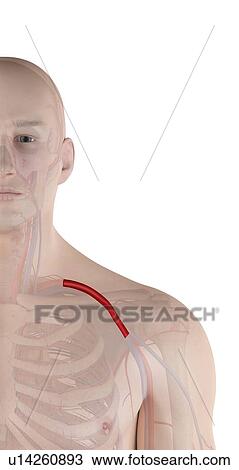 Stock Image - Human shoulder artery, computer illustration.. Fotosearch
