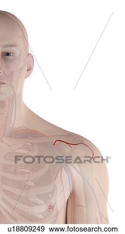 Stock Photo - Human shoulder artery, computer illustration.. Fotosearch