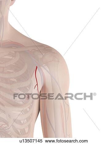 Stock Photography - Human shoulder artery, computer illustration.. Fotosearch