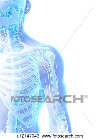 Human shoulder bones, computer artwork. View Large Photo Image Stock Image - Human shoulder bones, computer artwork.. Fotosearch