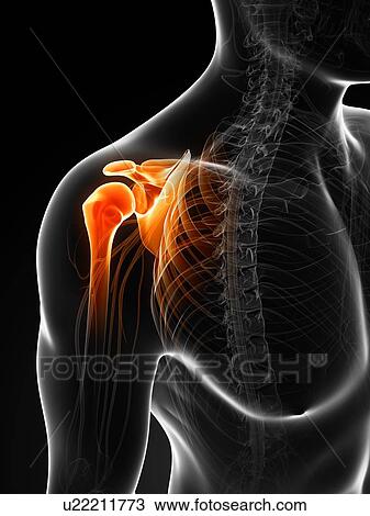 Human shoulder bones, computer artwork. View Large Photo Image Stock Image - Human shoulder bones, computer artwork.. Fotosearch