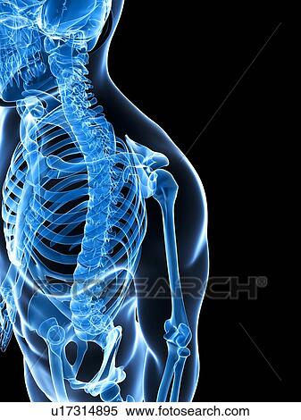 Stock Photography - Human shoulder bones, computer artwork.. Fotosearch