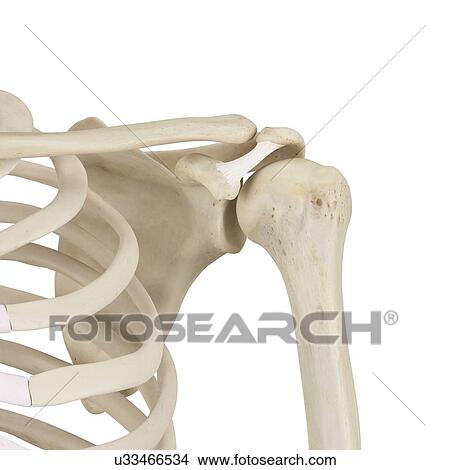 Picture - Human shoulder bones, computer illustration.. Fotosearch