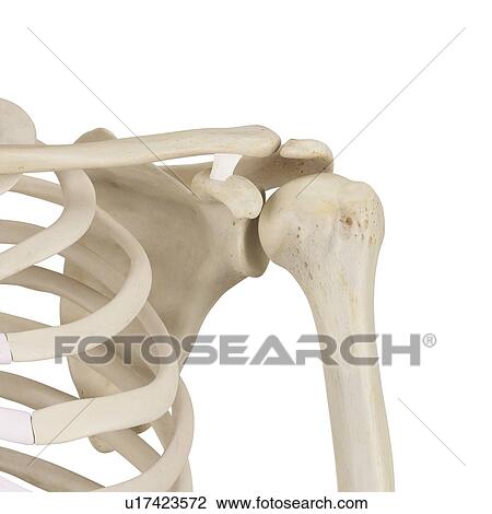 Human shoulder bones, computer illustration. View Large Photo Image Stock Image - Human shoulder bones, computer illustration.. Fotosearch