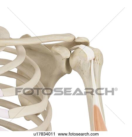 Human shoulder bones, computer illustration. View Large Photo Image Stock Image - Human shoulder bones, computer illustration.. Fotosearch