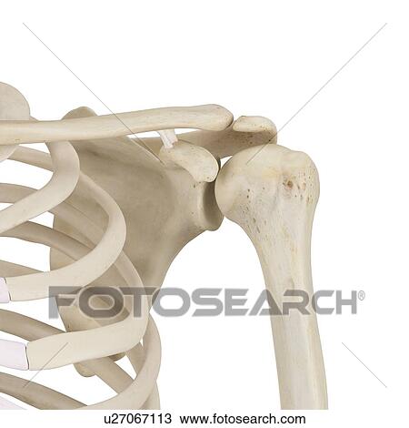 Stock Image - Human shoulder bones, computer illustration.. Fotosearch