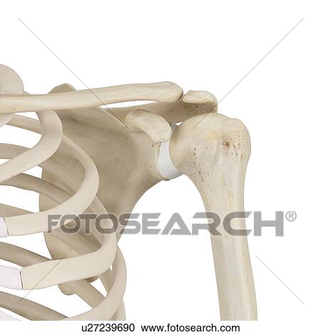 Stock Image - Human shoulder bones, computer illustration.. Fotosearch