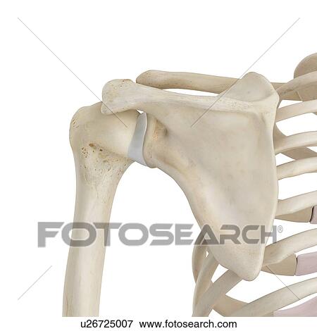 Stock Photo - Human shoulder bones, computer illustration.. Fotosearch