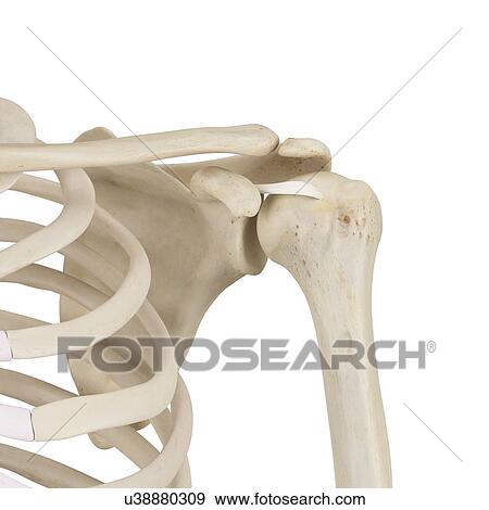 Stock Photo - Human shoulder bones, computer illustration.. Fotosearch