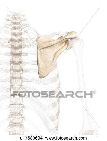 Human shoulder, computer artwork. View Large Photo Image Picture - Human shoulder, computer artwork.. Fotosearch