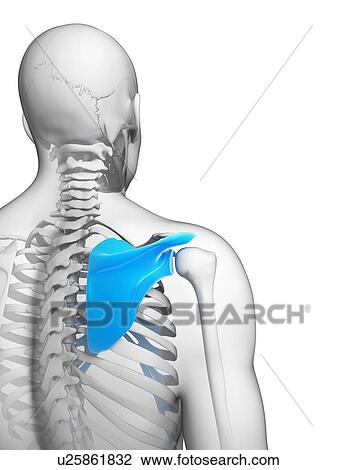 Stock Image - Human shoulder, computer artwork.. Fotosearch