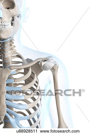 Stock Image - Human shoulder, computer artwork.. Fotosearch
