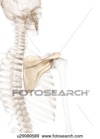Stock Photo - Human shoulder, computer artwork.. Fotosearch