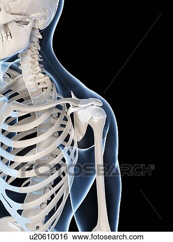Stock Photograph - Human shoulder, computer artwork.. Fotosearch