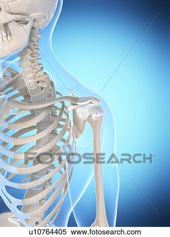 Stock Photography - Human shoulder, computer artwork.. Fotosearch