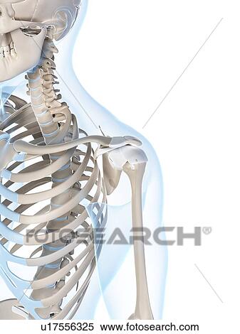 Stock Photography - Human shoulder, computer artwork.. Fotosearch