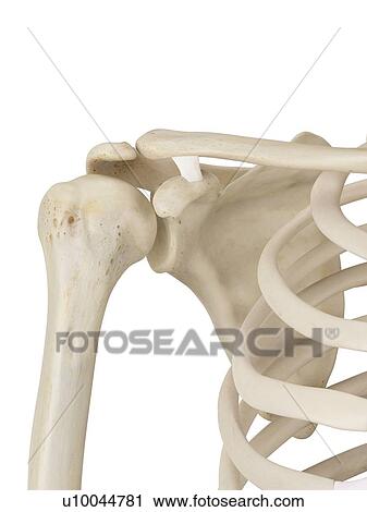 Stock Image - Human shoulder joint, computer illustration.. Fotosearch