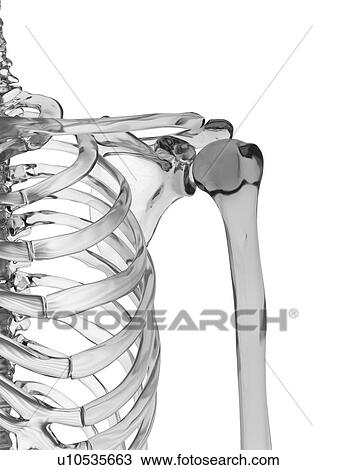 Stock Image - Human shoulder joint, computer illustration.. Fotosearch