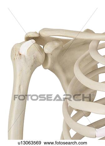 Human shoulder joint, computer illustration. View Large Photo Image Stock Photo - Human shoulder joint, computer illustration.. Fotosearch