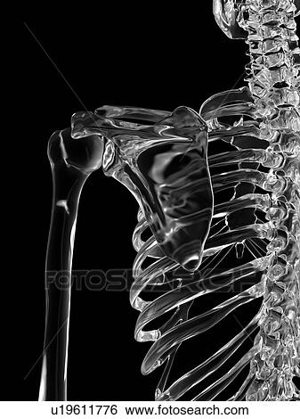 Stock Photograph - Human shoulder joint, computer illustration.. Fotosearch