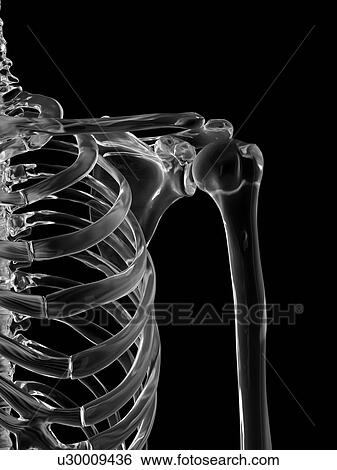 Stock Photograph - Human shoulder joint, computer illustration.. Fotosearch