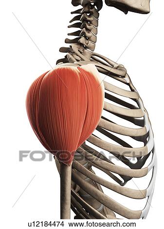 Picture - Human shoulder muscle, computer artwork.. Fotosearch