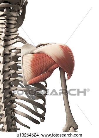Picture - Human shoulder muscle, computer artwork.. Fotosearch