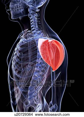 Human shoulder muscle, computer artwork. View Large Photo Image Picture - Human shoulder muscle, computer artwork.. Fotosearch