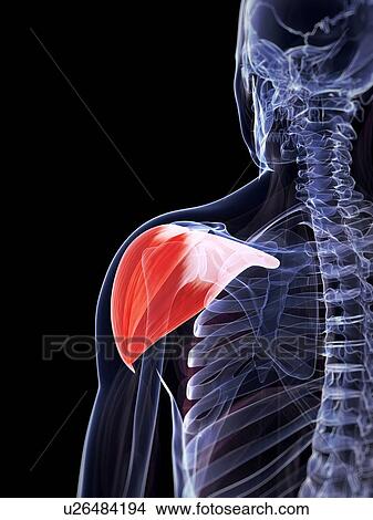 Human shoulder muscle, computer artwork. View Large Photo Image Picture - Human shoulder muscle, computer artwork.. Fotosearch
