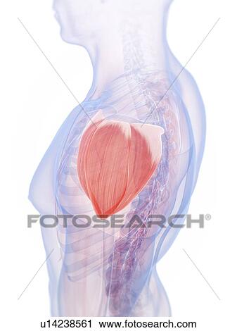 Stock Image - Human shoulder muscle, computer artwork.. Fotosearch