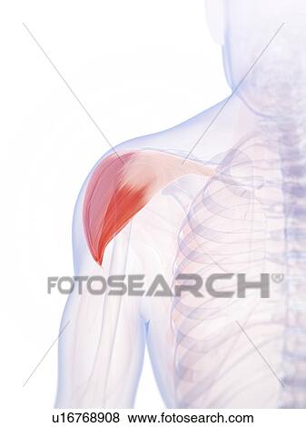 Stock Photo - Human shoulder muscle, computer artwork.. Fotosearch