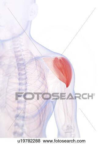 Stock Photo - Human shoulder muscle, computer artwork.. Fotosearch