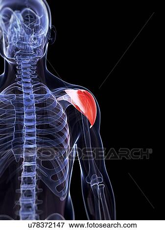 Stock Photo - Human shoulder muscle, computer artwork.. Fotosearch