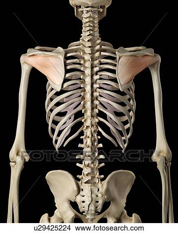 Human shoulder muscles, computer illustration. View Large Photo Image Picture - Human shoulder muscles, computer illustration.. Fotosearch