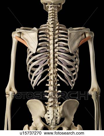 Stock Image - Human shoulder muscles, computer illustration.. Fotosearch
