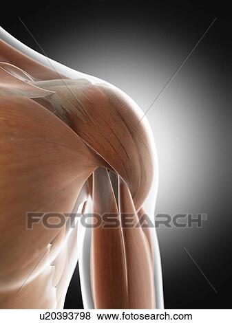 Stock Photo - Human shoulder muscles, computer illustration.. Fotosearch