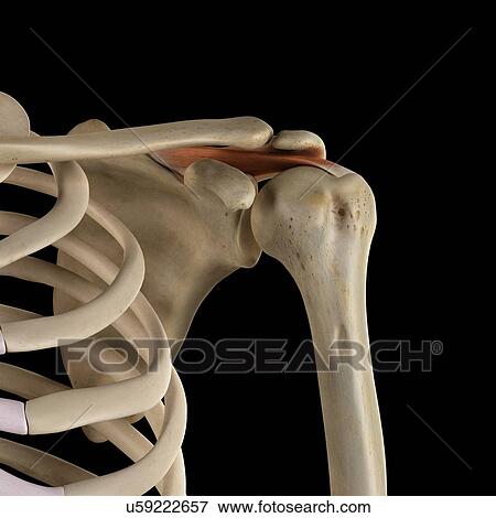 Stock Photo - Human shoulder muscles, computer illustration.. Fotosearch