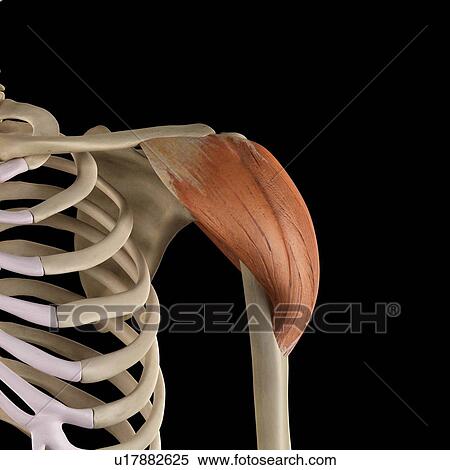 Stock Photography - Human shoulder muscles, computer illustration.. Fotosearch