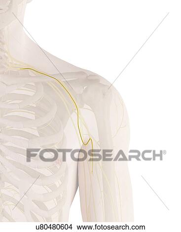 Human shoulder nerve, computer illustration. View Large Photo Image Picture - Human shoulder nerve, computer illustration.. Fotosearch