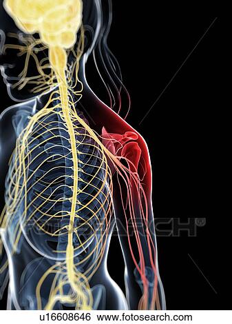 Stock Photograph - Human shoulder nerve pain, computer artwork.. Fotosearch