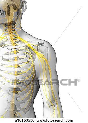 Human shoulder nerves, computer artwork. View Large Photo Image Stock Image - Human shoulder nerves, computer artwork.. Fotosearch