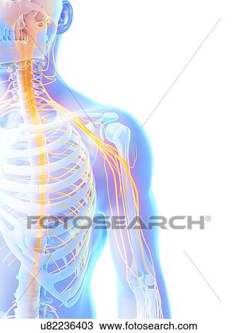 Human shoulder nerves, computer artwork. View Large Photo Image Stock Image - Human shoulder nerves, computer artwork.. Fotosearch