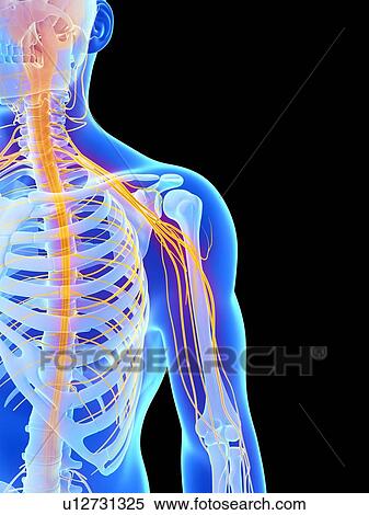 Human shoulder nerves, computer artwork. View Large Photo Image Stock Photography - Human shoulder nerves, computer artwork.. Fotosearch