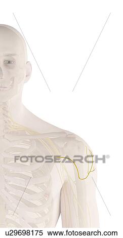 Stock Photography - Human shoulder nerves, computer illustration.. Fotosearch