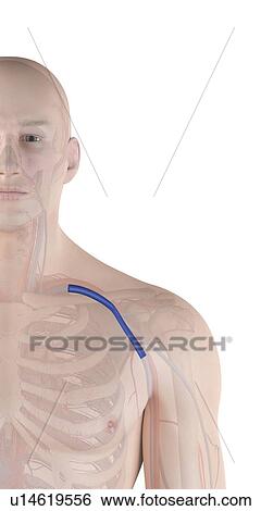 Human shoulder vein, computer illustration. View Large Photo Image Stock Photograph - Human shoulder vein, computer illustration.. Fotosearch